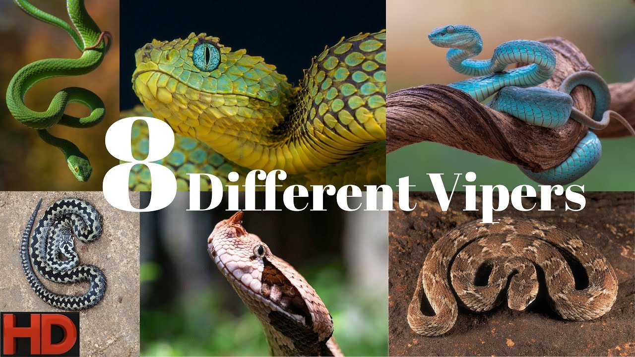 Viper | 8 Different Viper Snake | Types of Vipers