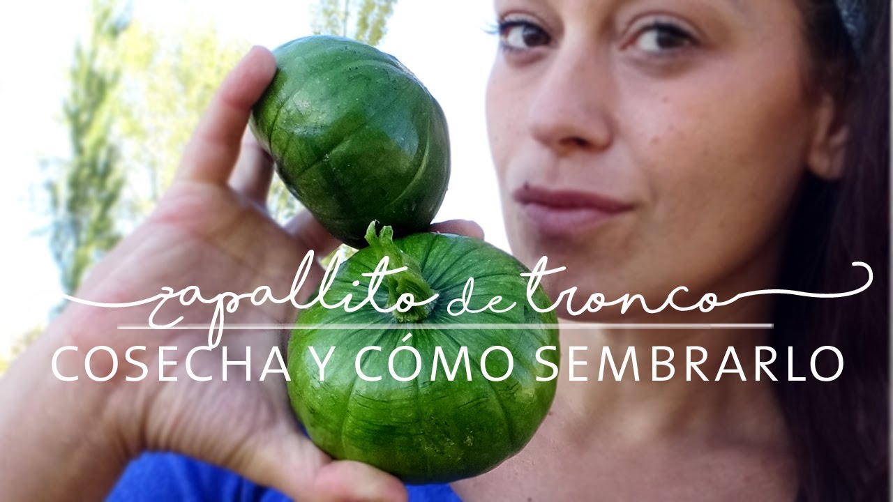 Zapallito de tronco - Cosecha y cuidados de la planta