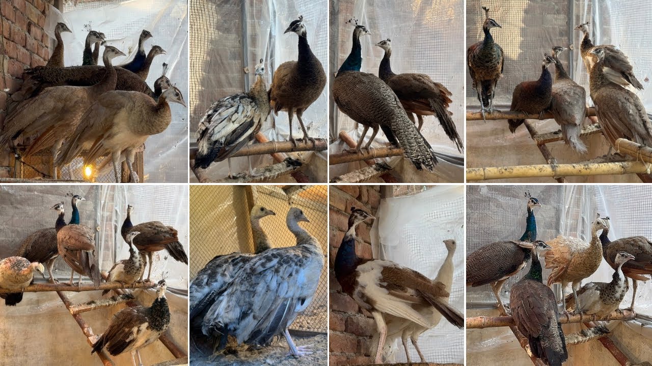 Free Range Peacock Farming And Peacock Chiks | Biggest offer on peacock | Peacock Chicks Prices 