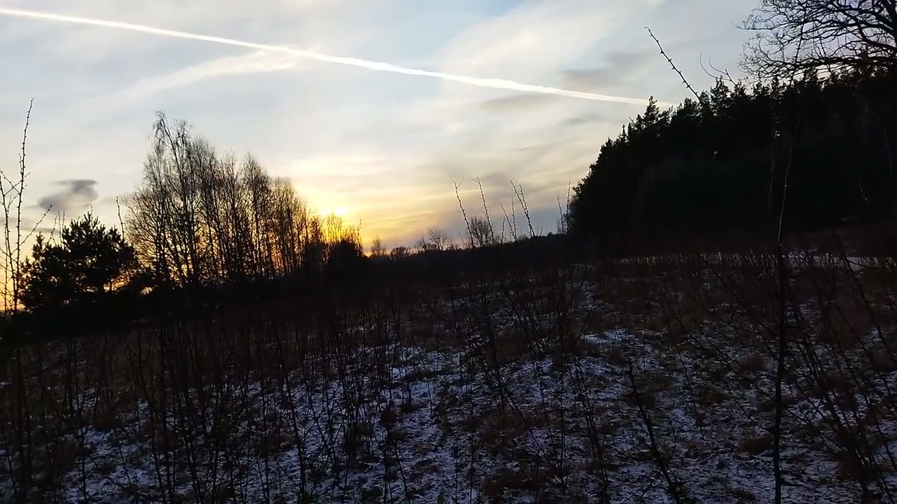 Akacja - przykład rośliny inwazyjnej