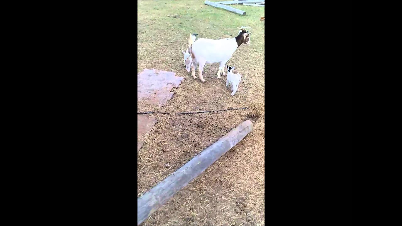 Nigerian Dwarf doelings
