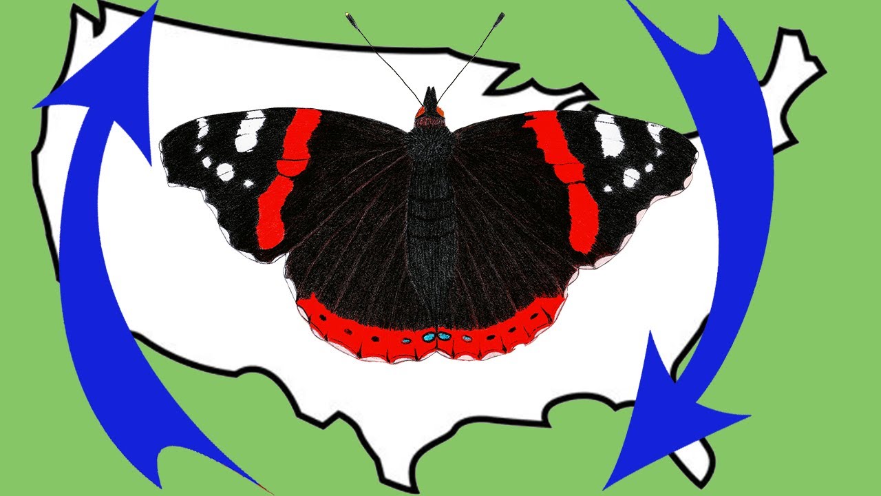 Surprising Butterfly Migrations You’ve Never Heard Of!