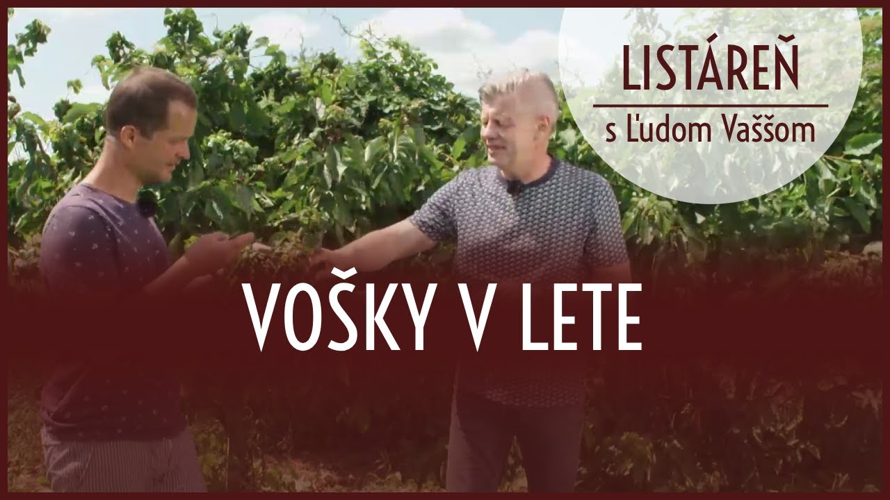 List&aacute;reň s Ľudom Va&scaron;&scaron;om - vo&scaron;ky v lete