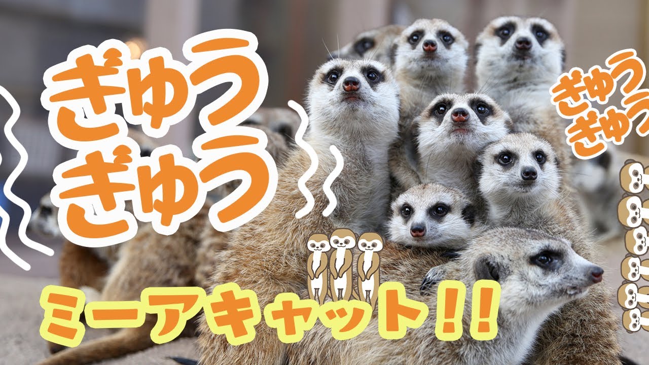 ぎゅうぎゅう！ミーアキャット！！
