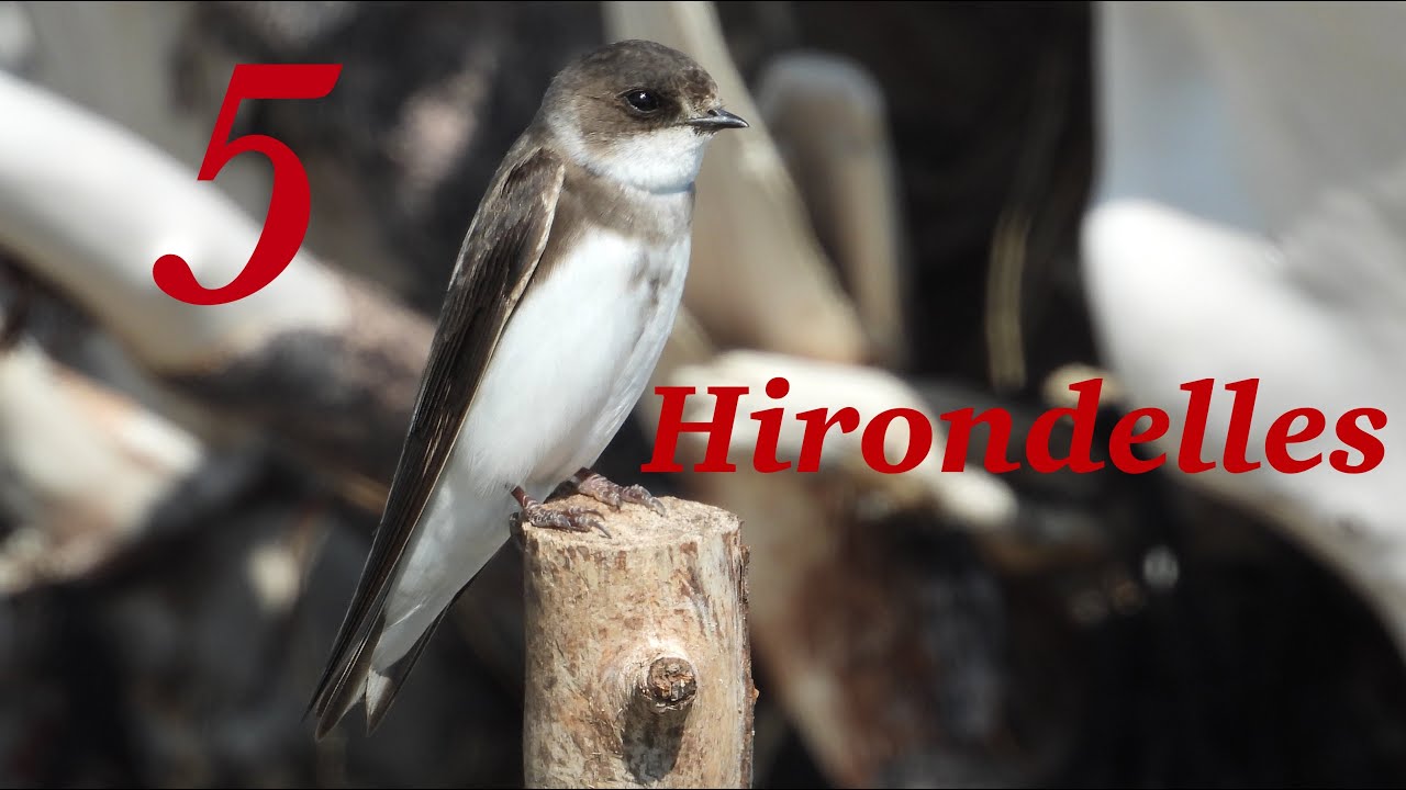 5 Hirondelles, chants / 5 Swallows, songs