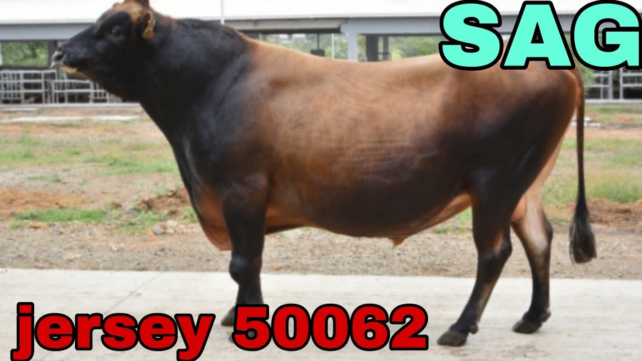 jersey 50062 bull