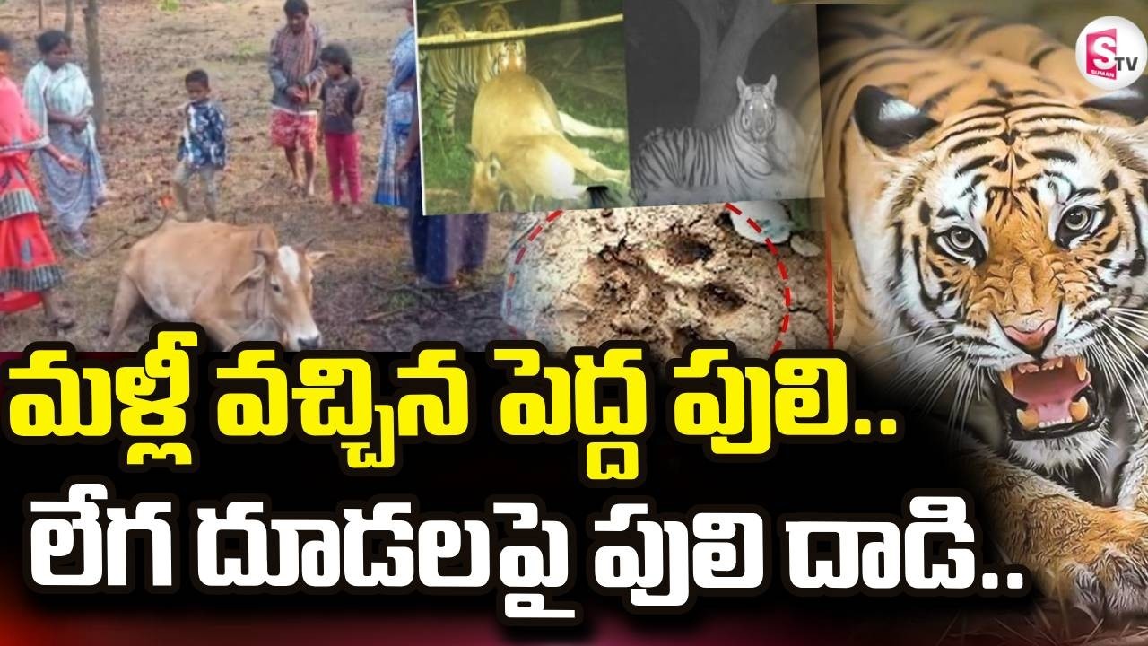 Tiger Returns | మళ్లీ వచ్చిన పెద్ద పులి.. | Rampachodavaram Villagers on High Alert