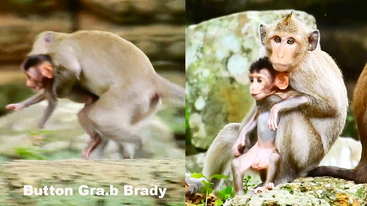 Monkey Rose allow Tiny monkey Button taking BB Brady go anywhere! Rose no care!