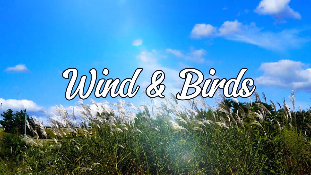 Gentle Wind & Birds 🌾 1 Hour Meadow Ambience for Relaxation, Focus & Stress Relief | No Music