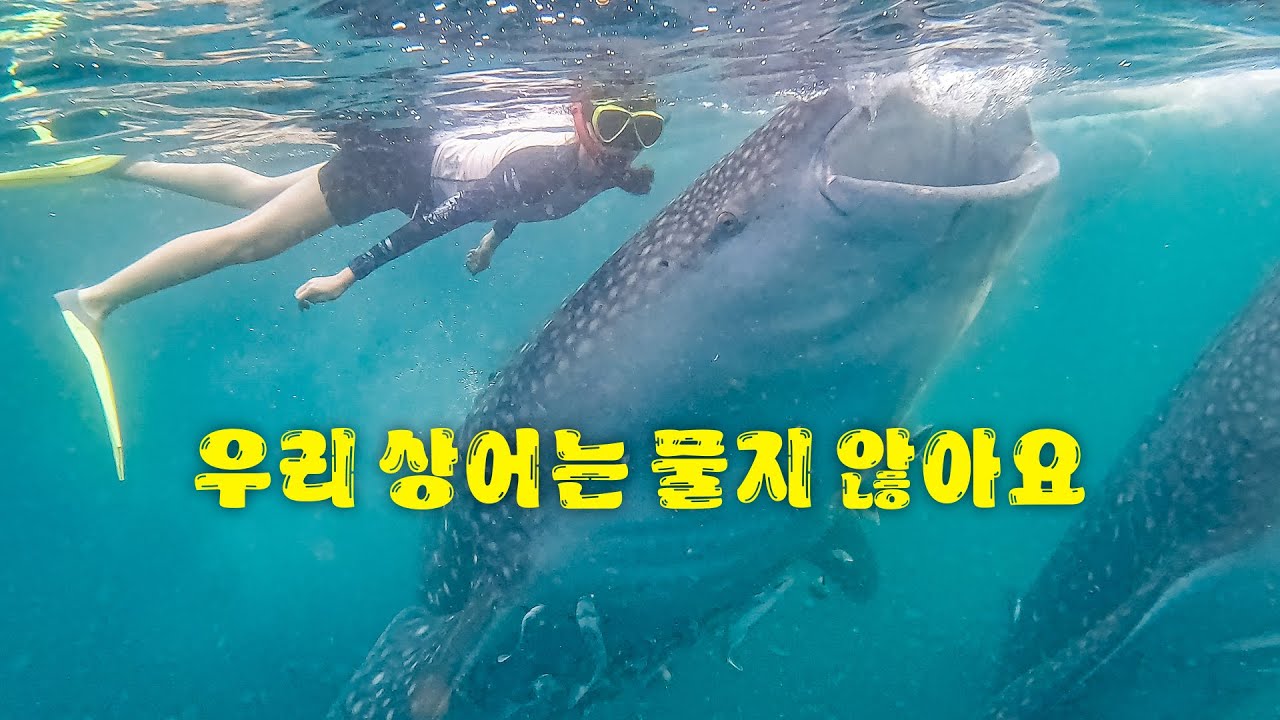 고래상어🦈들이 사람 막 치고 다니는 곳∥🇮🇩인도네시아 숨바와2