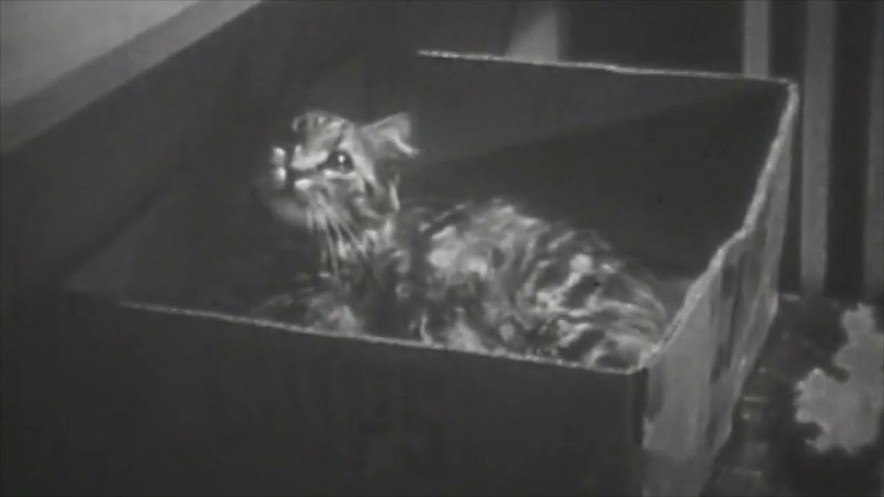 A Day in the Life of Nori the Cat