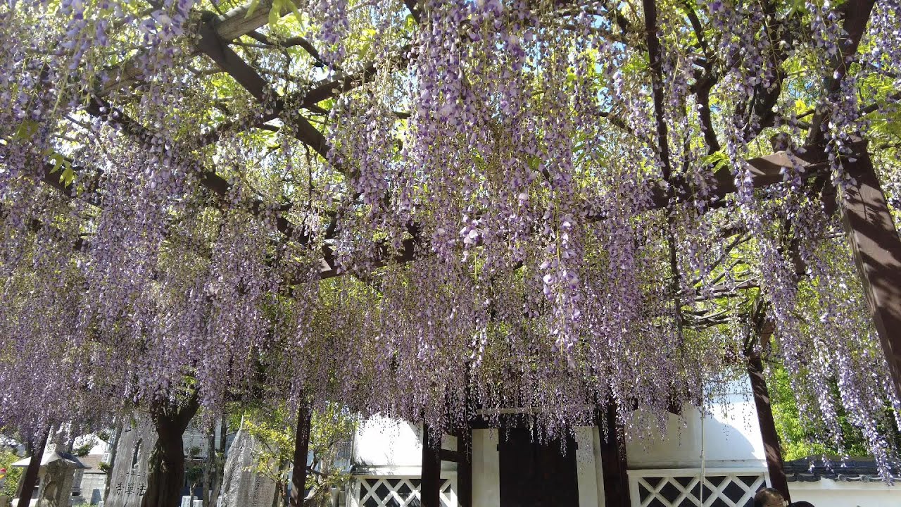 【大阪】葛井寺の藤 Wisteria at Fujiidera Temple (Osaka, Japan) (2023)