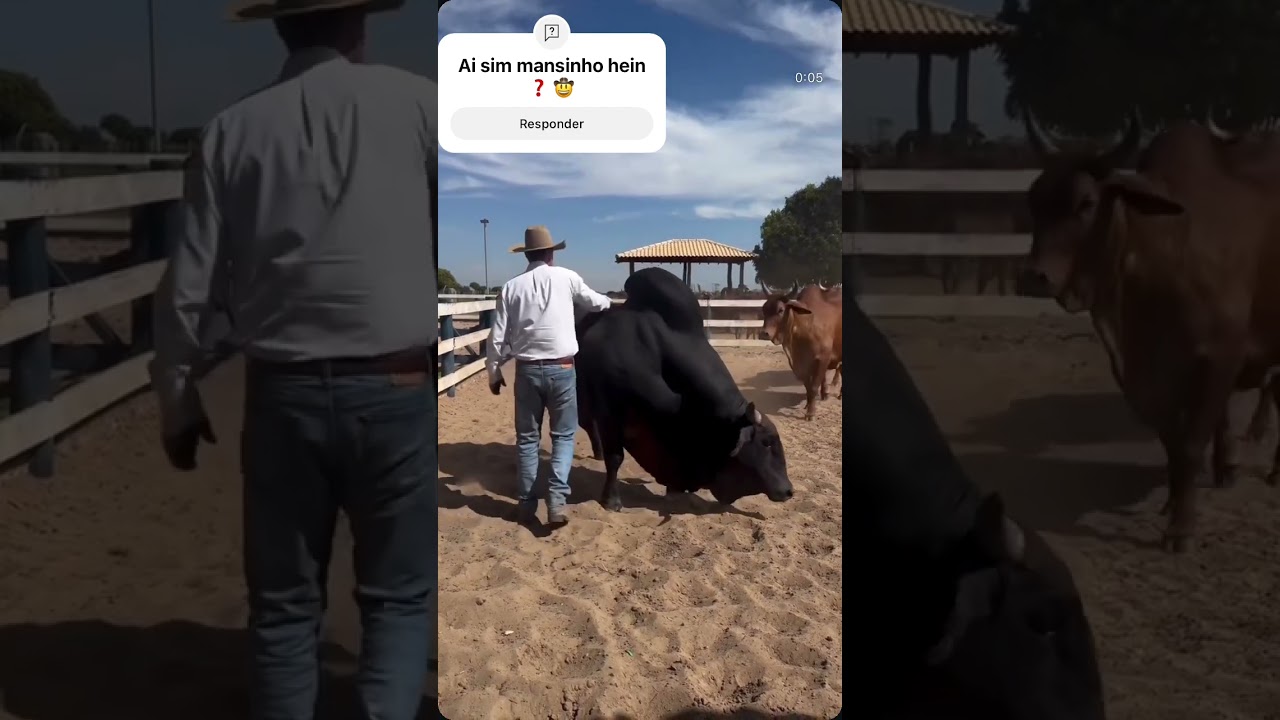 Pensa no boi manso e grande 😱❓🤠 #fazenda #pecuarista #agro #cavalo #gado #cavalos