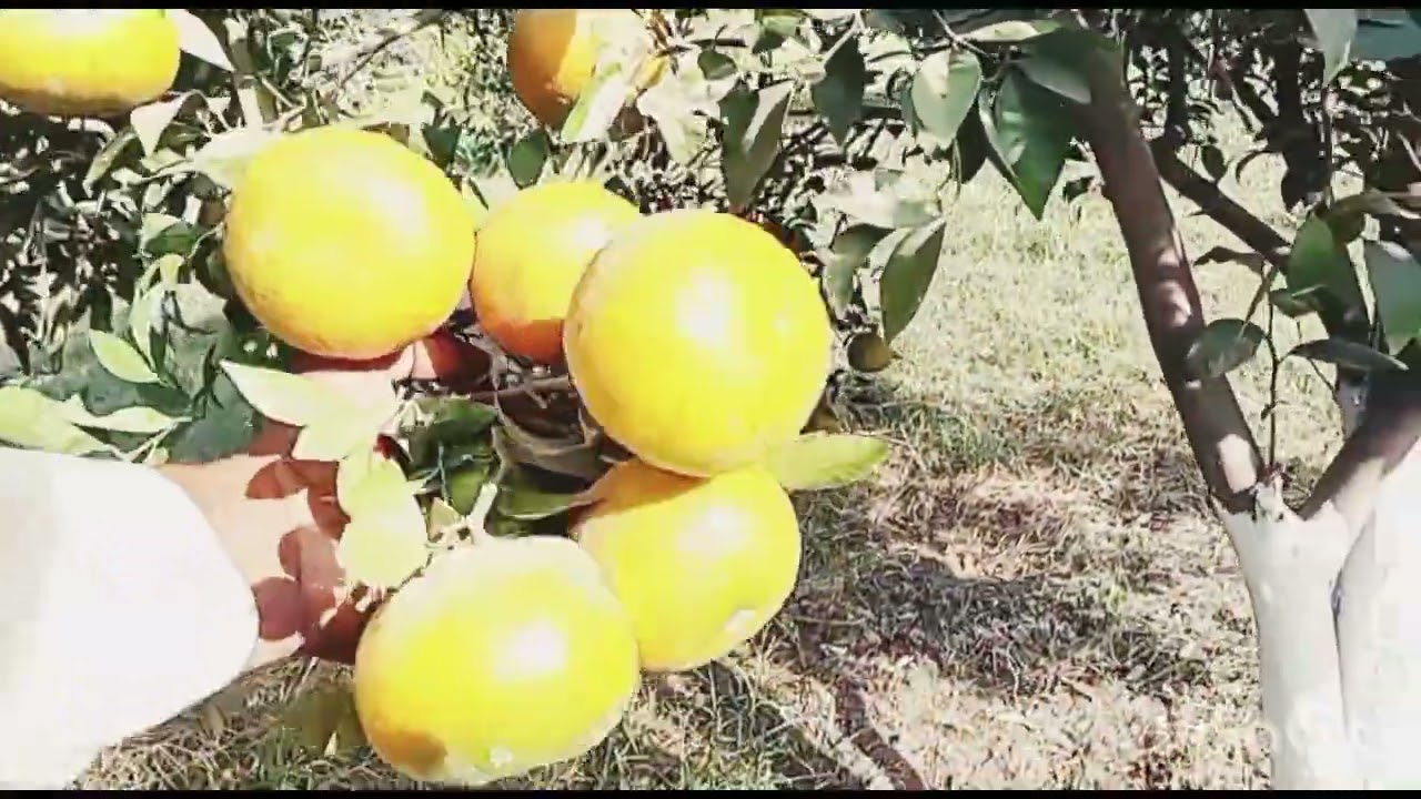 “Pakistan’s Famous Kinnow Variety: Sargodha Kinnow – The Best Choice | Imran Khan Agriculture”