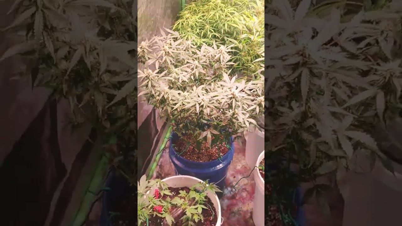 October 19, 2025 week 6 of flower sunset sherbert and auto flowers