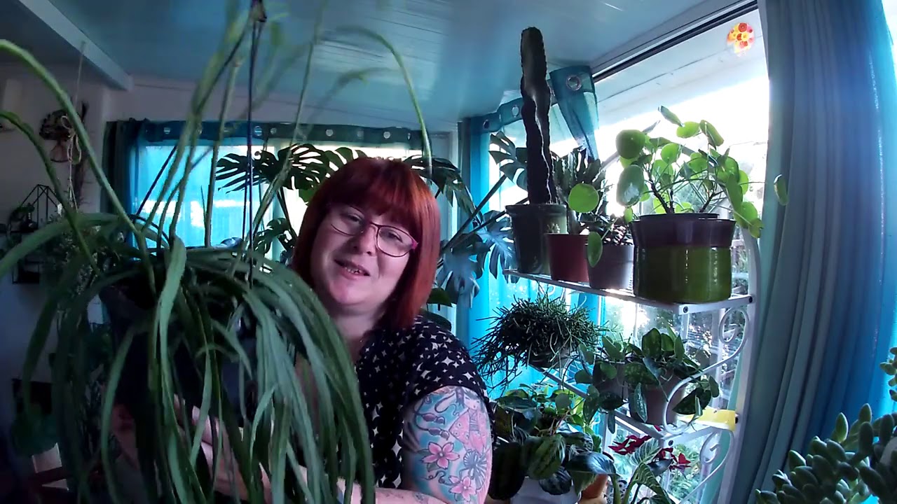 🌿HAUL PLANTES #1🌿 Mes petites nouvelles de septembre octobre