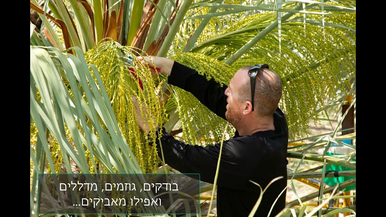 גדיד תמרים בקיבוץ כנרת