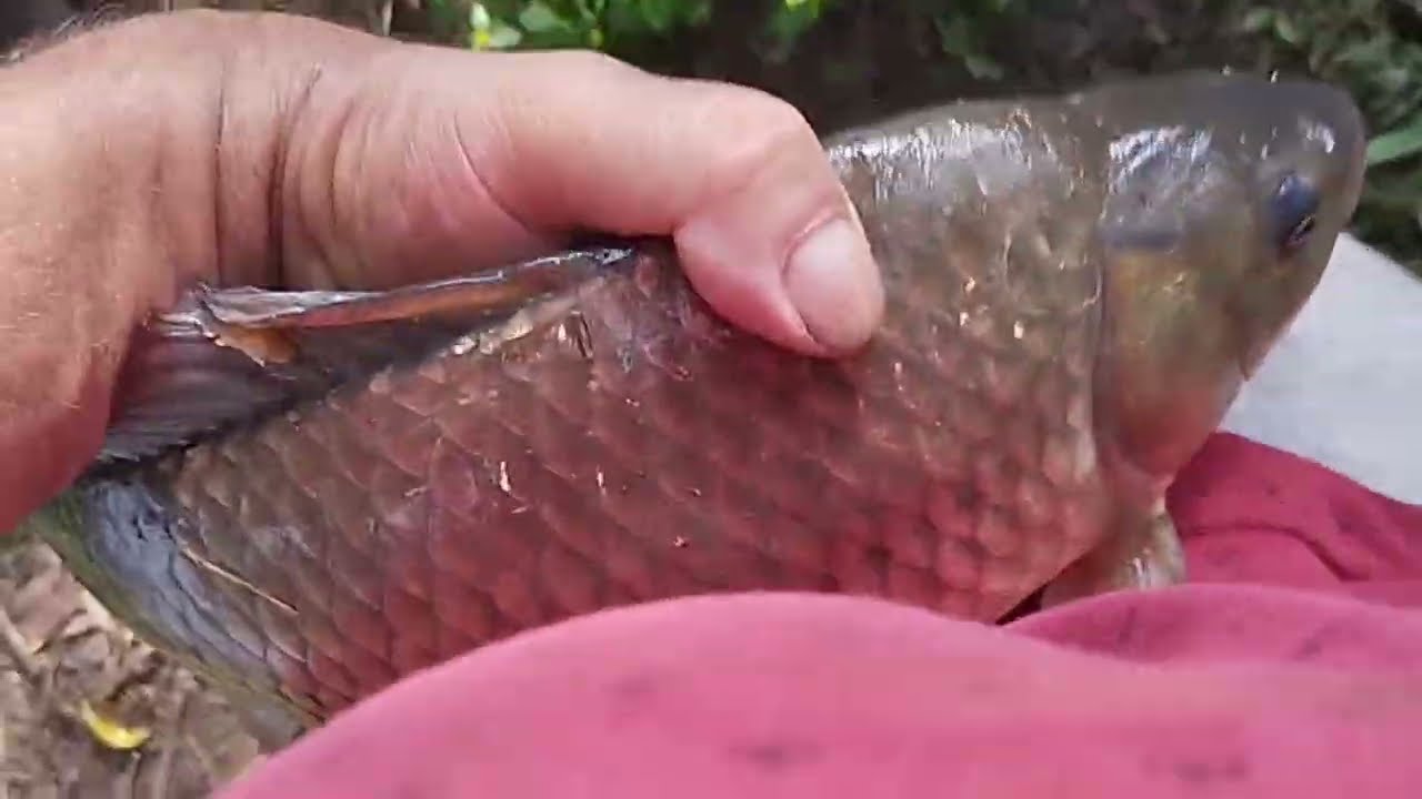 Pescaria de barranco no rio correntes peguei uma carpa no caniço 