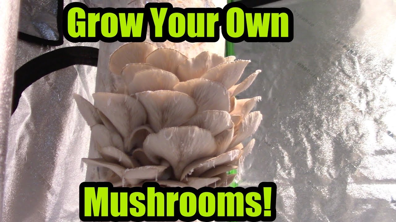 Guide for Homegrown Gourmet Mushrooms! From Spawn to Fruiting