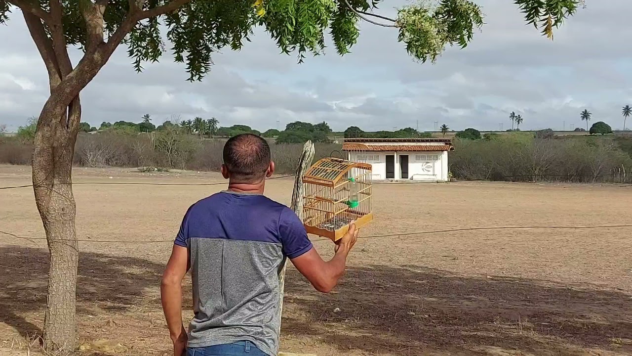 Ele soltou o golinha dele pra brigar com o da morada olha oque deu