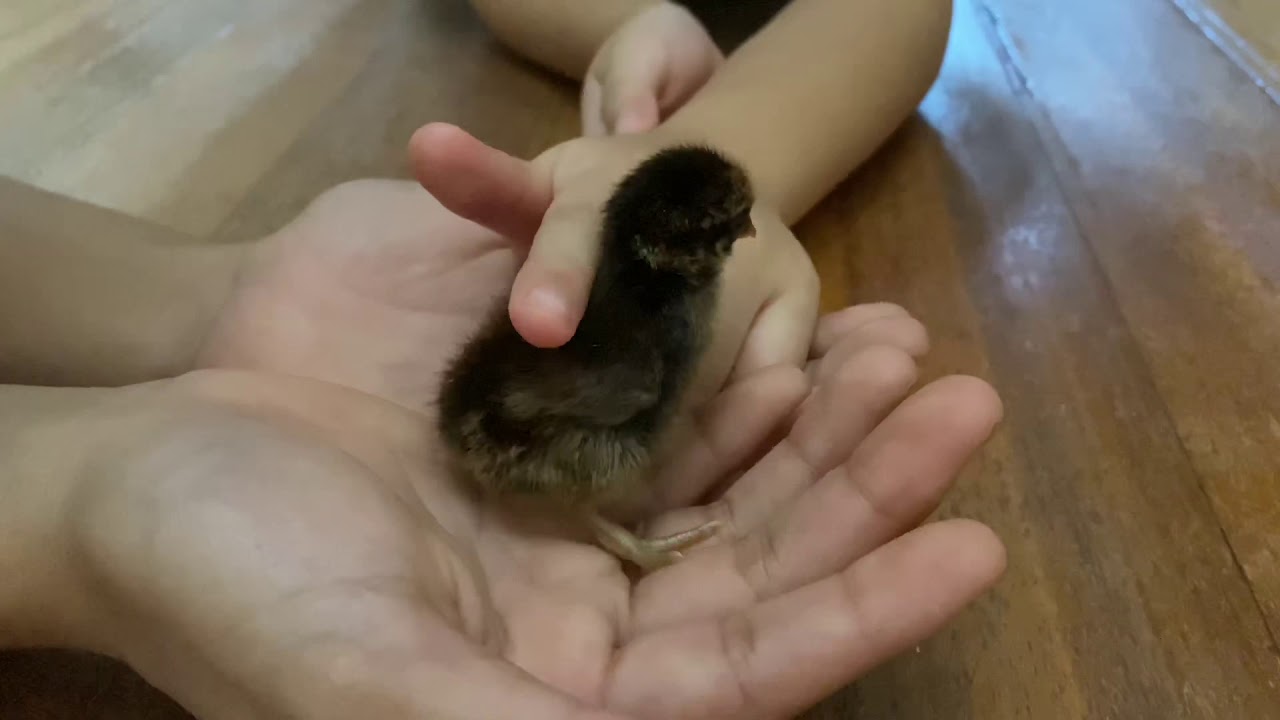 Malaysian Serama: The Smallest and Smartest Chicken