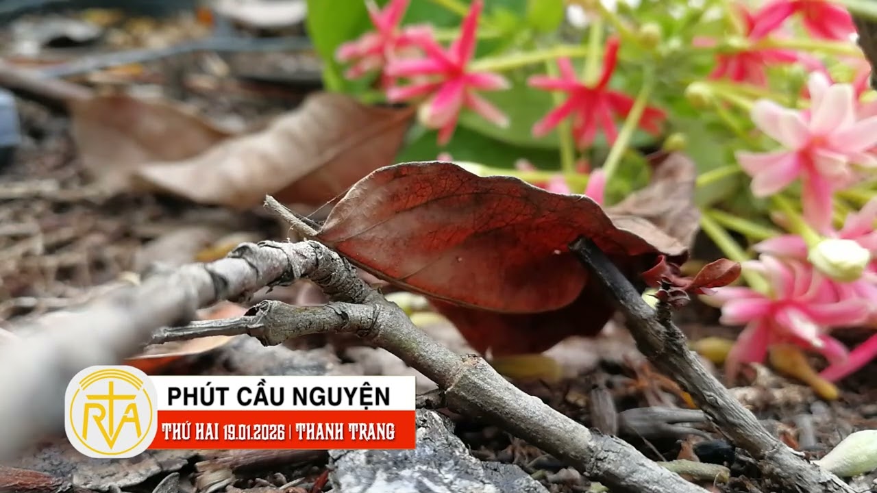 Phút Cầu Nguyện, Thứ Hai 19/01/2026:   Đối thoại để chữa lành