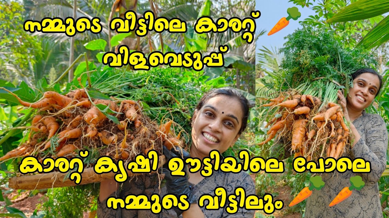 ആദ്യമായി carrot കൃഷി ചെയ്തപ്പോൾ?? | Carrot കൃഷി ഊട്ടിയിലെ പോലെ നമ്മുടെ വീട്ടിലും 🥕