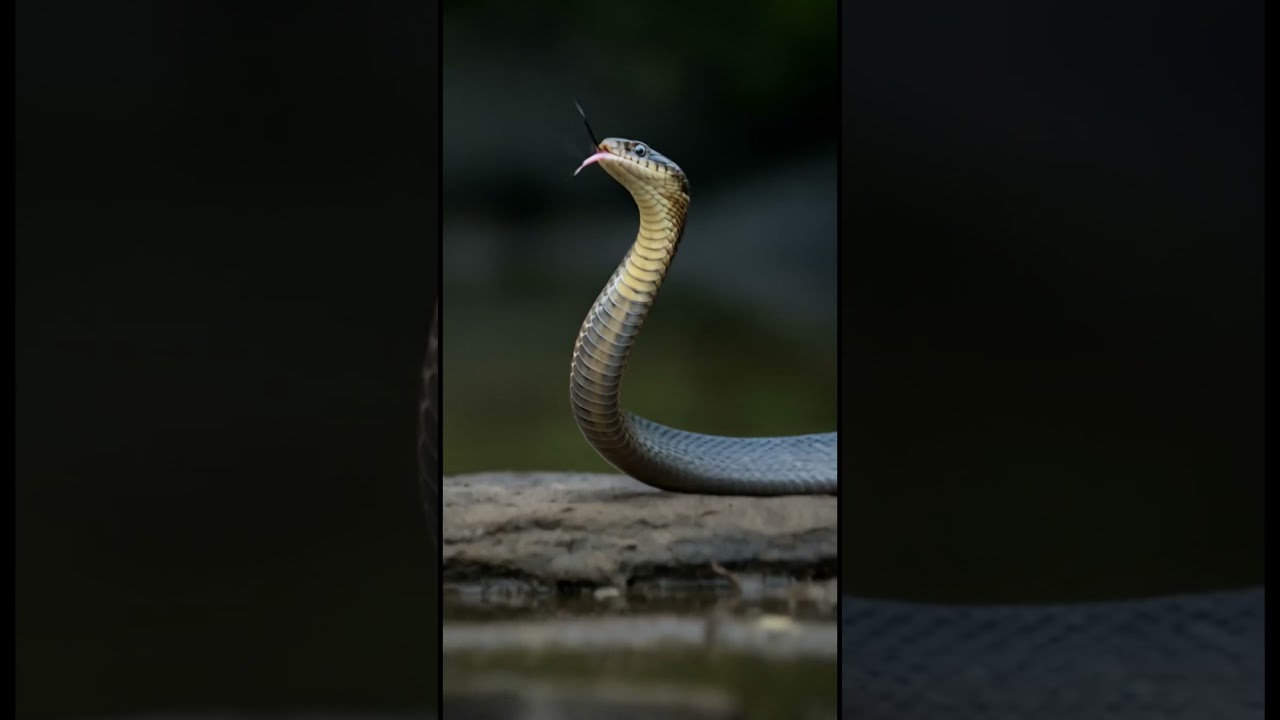 "This Snake Hoods Like a Cobra… But It’s NOT a Cobra! 😱🐍"