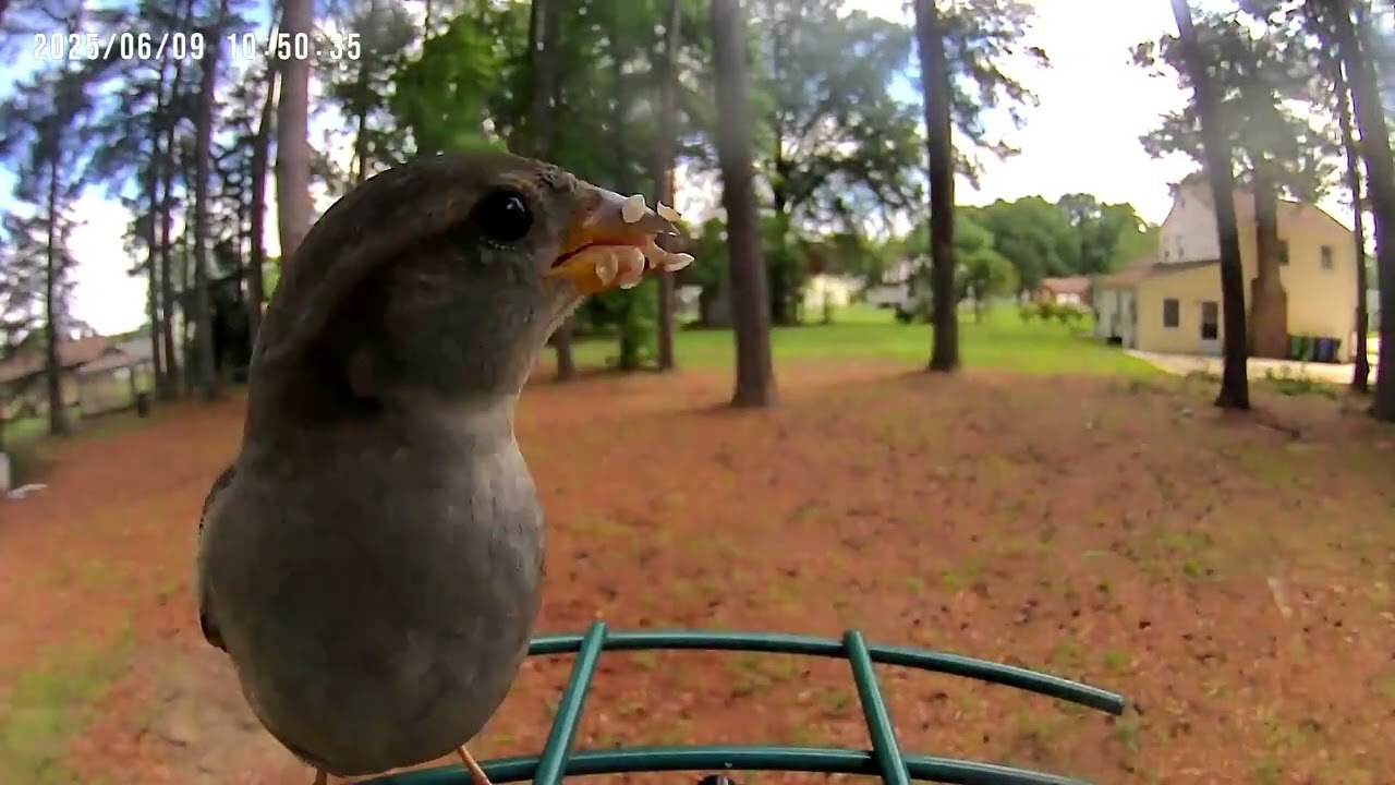 Tufted Titmouse, Song Sparrow, Northern Cardinal