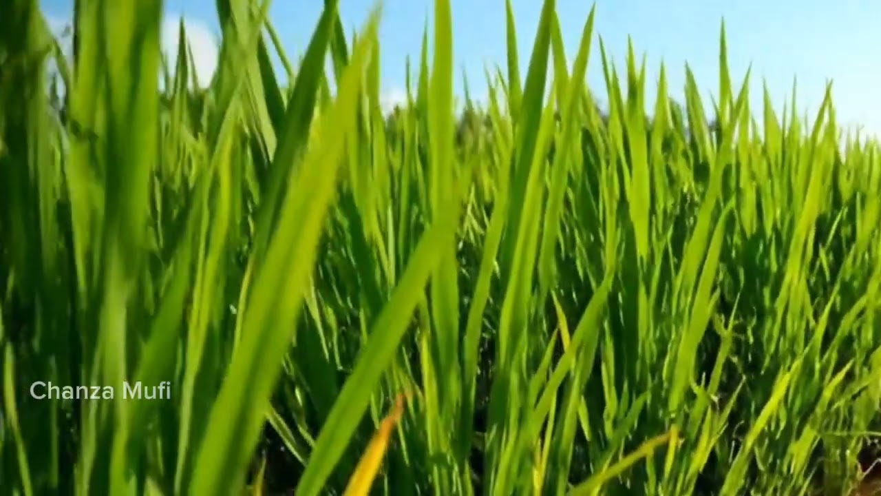 Menikmati Suasana Sawah dan Desa yang Tenang