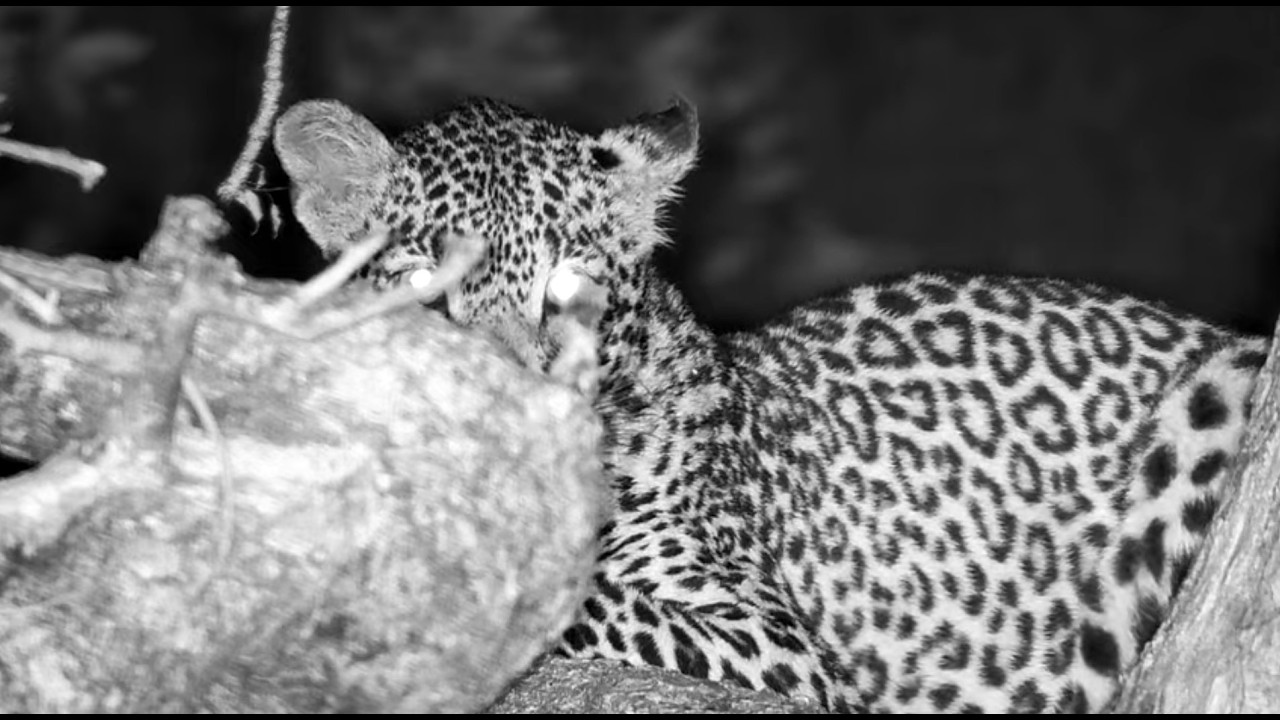 Tlalamba was at the Djuma Cam 2/22/26