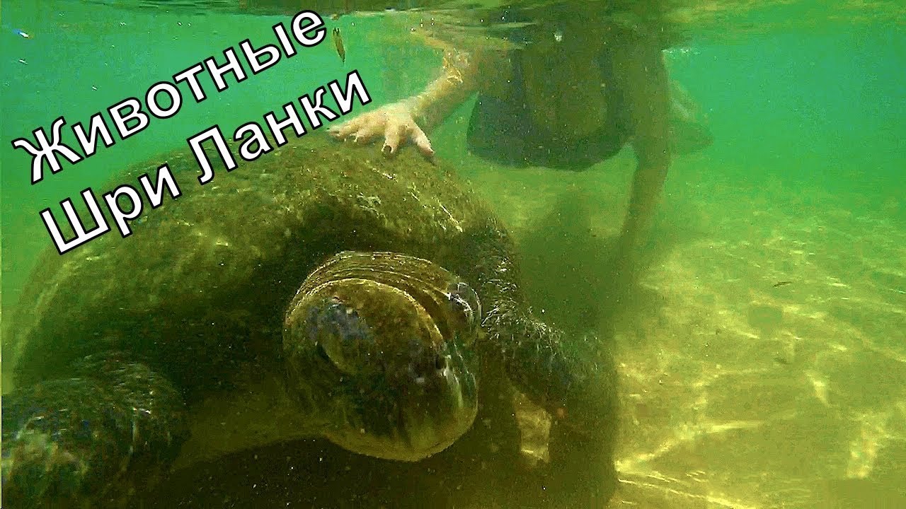 Животные Шри Ланки (виды, название, описание).