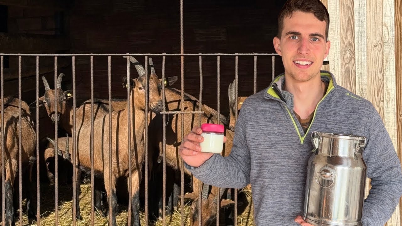 Hacemos yogur casero con leche de cabra recién ordeñada🐐