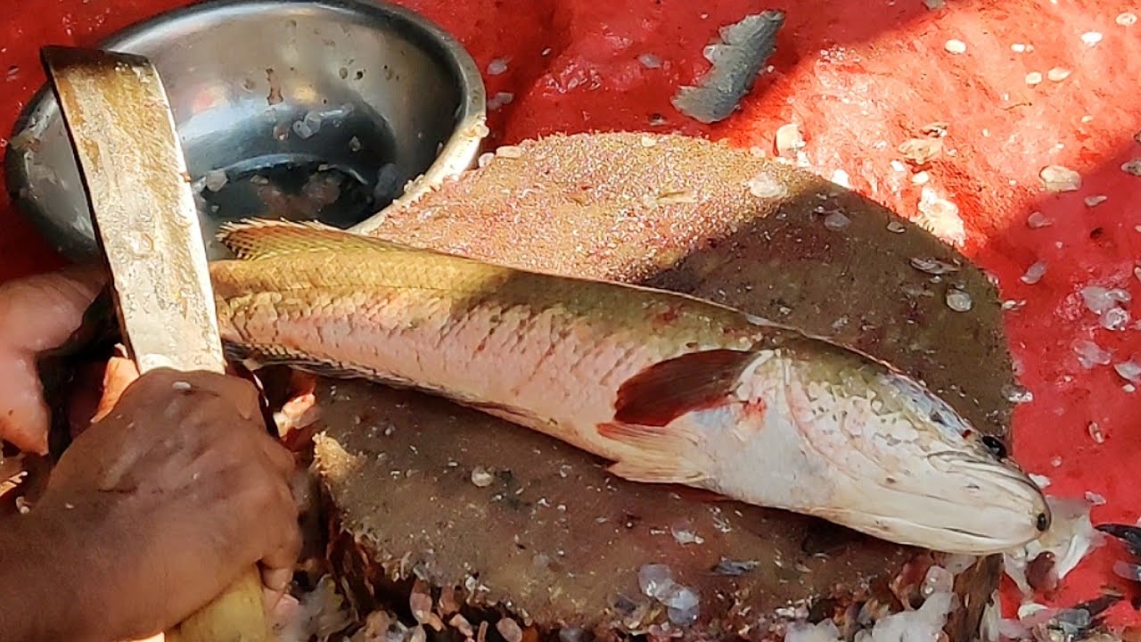 Big Snake Head Murrel Fish Skinning and Chopping By Expert Cutter | Fish Cutting Skills