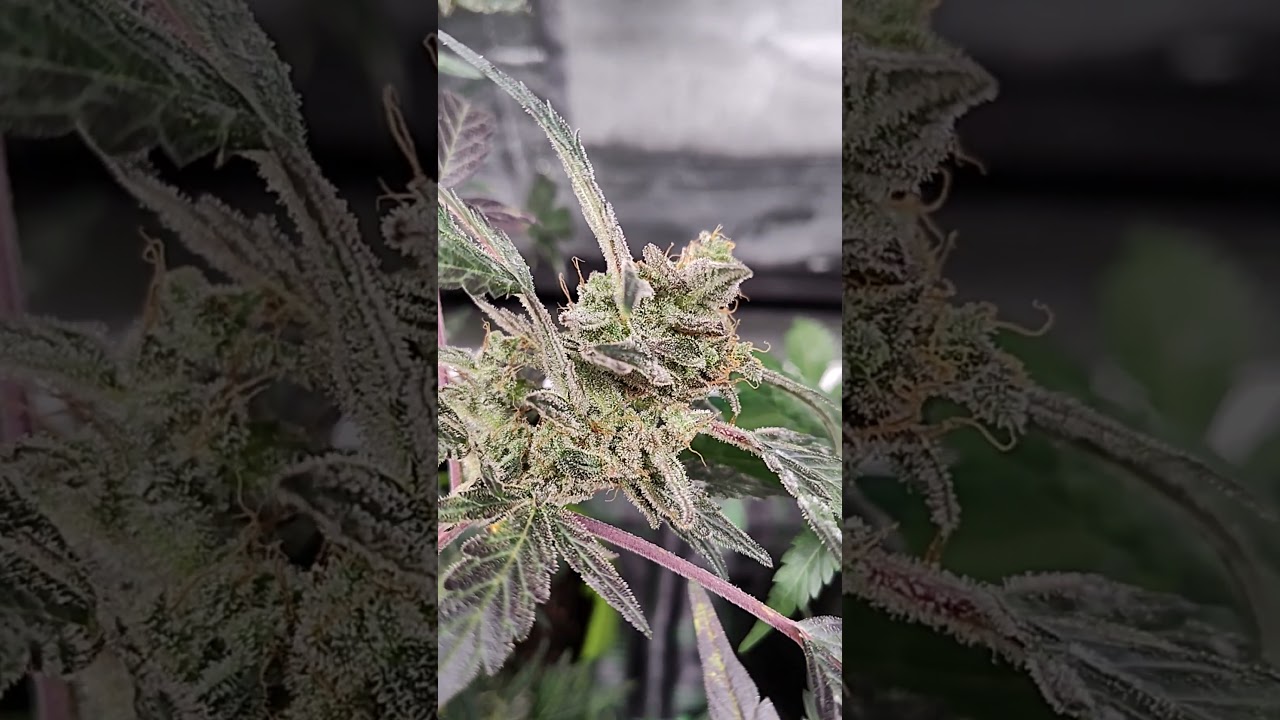 update on my garden. Purple kush seeds. Seeds Sponsored by ILGM seeds. Happy Holidays.