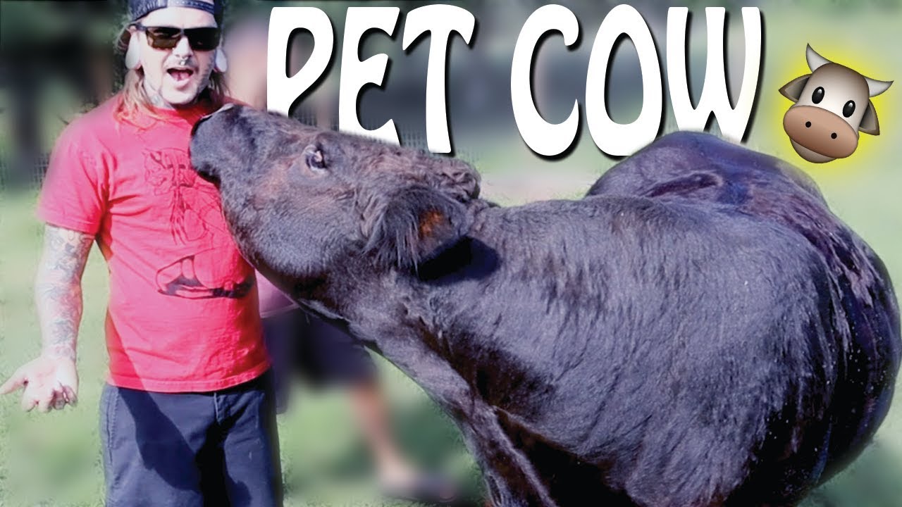 Playing with my friends ADORABLE PET COW! Tour of Blakes Exotic Animal Ranch