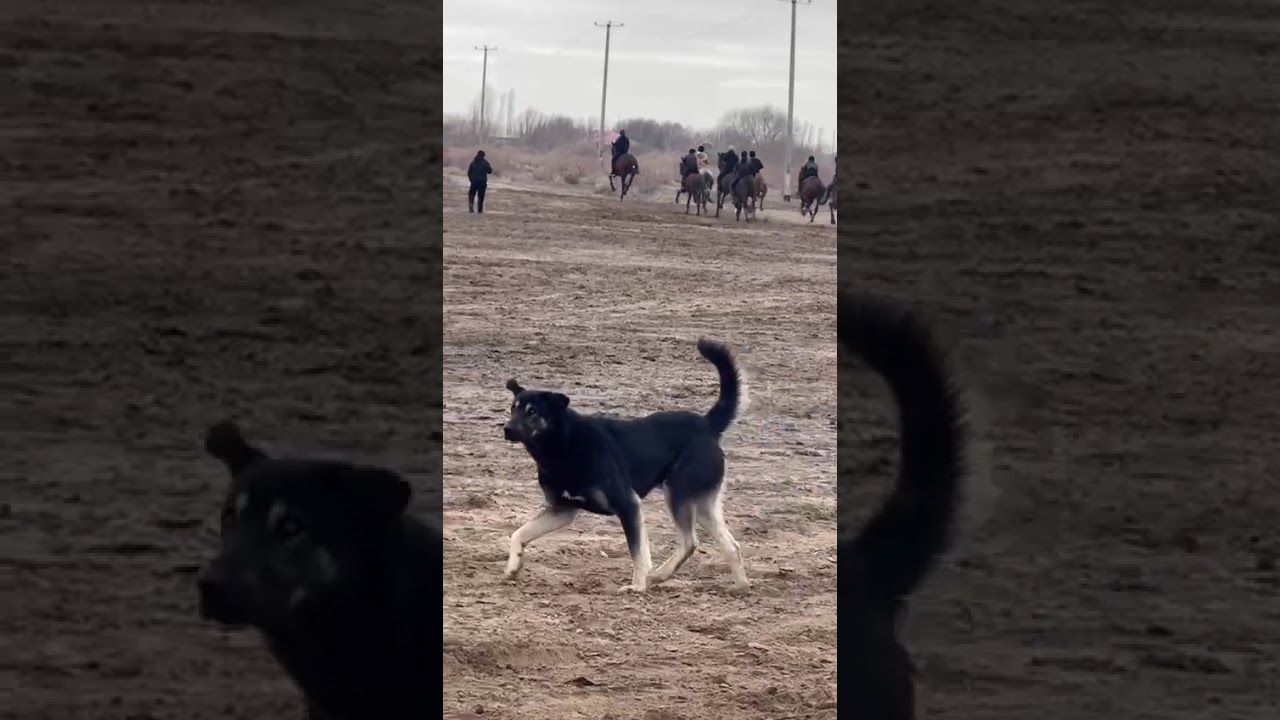 Шахамандағы той