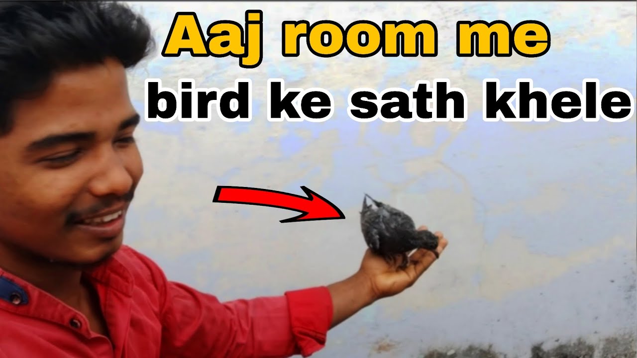 Aaj roome bird ke sath khele..👊👆🥰(present in Tamilnadu India)
