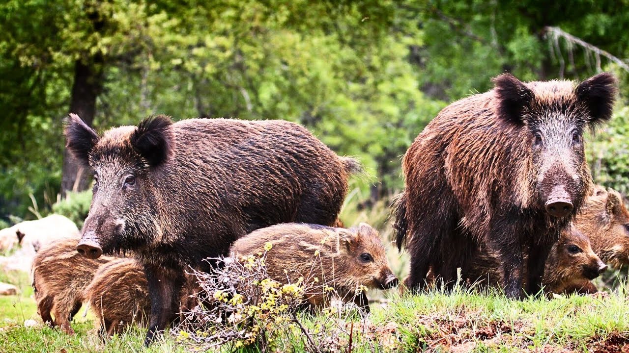 Chasse au sanglier dans les forêts de Provence