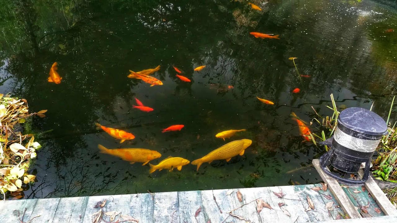 Oczko wodne- Koi Pond- Jesień 2025