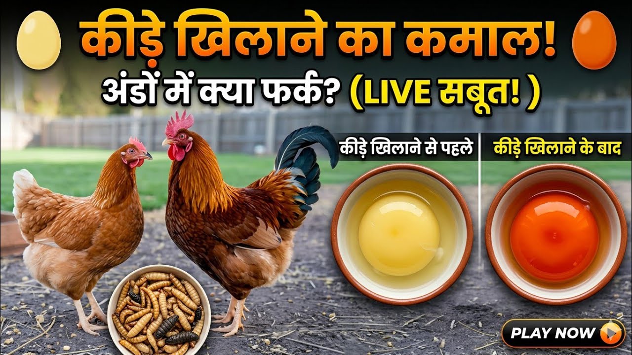 मुर्गियों को कीड़े खिलाने के बाद में अंडा में कितना फर्क नजर आया यह सामने देखिए वीडियो में #trending