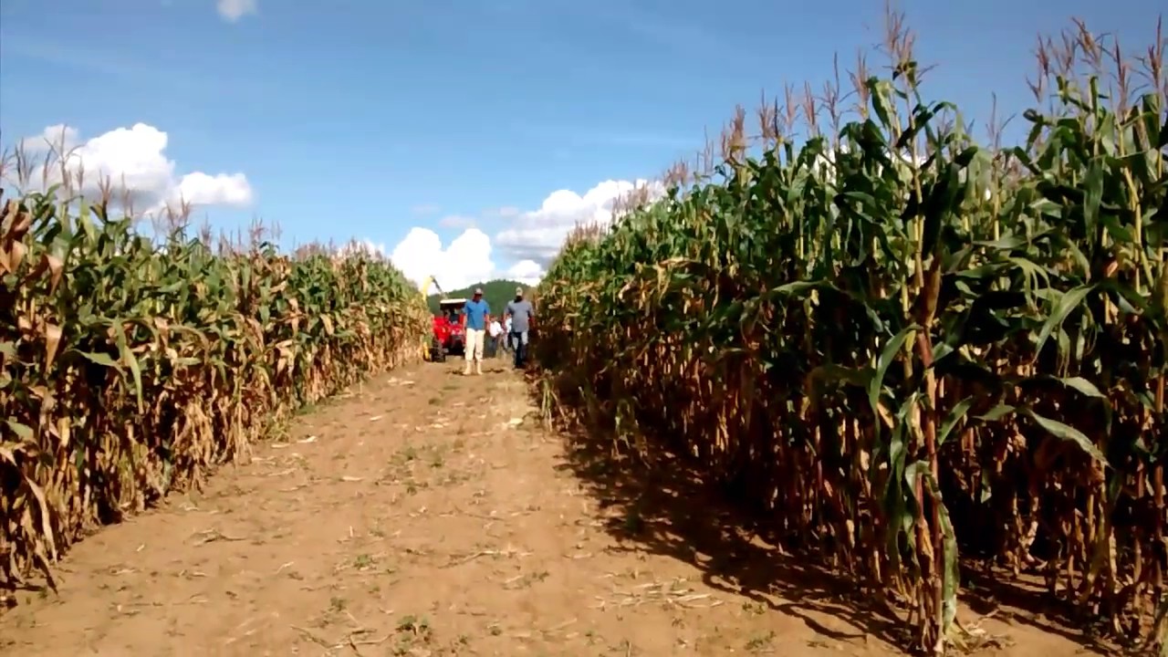 Trator yamnar Agritech 1160 turbo com JF c120 e carreta 5 t