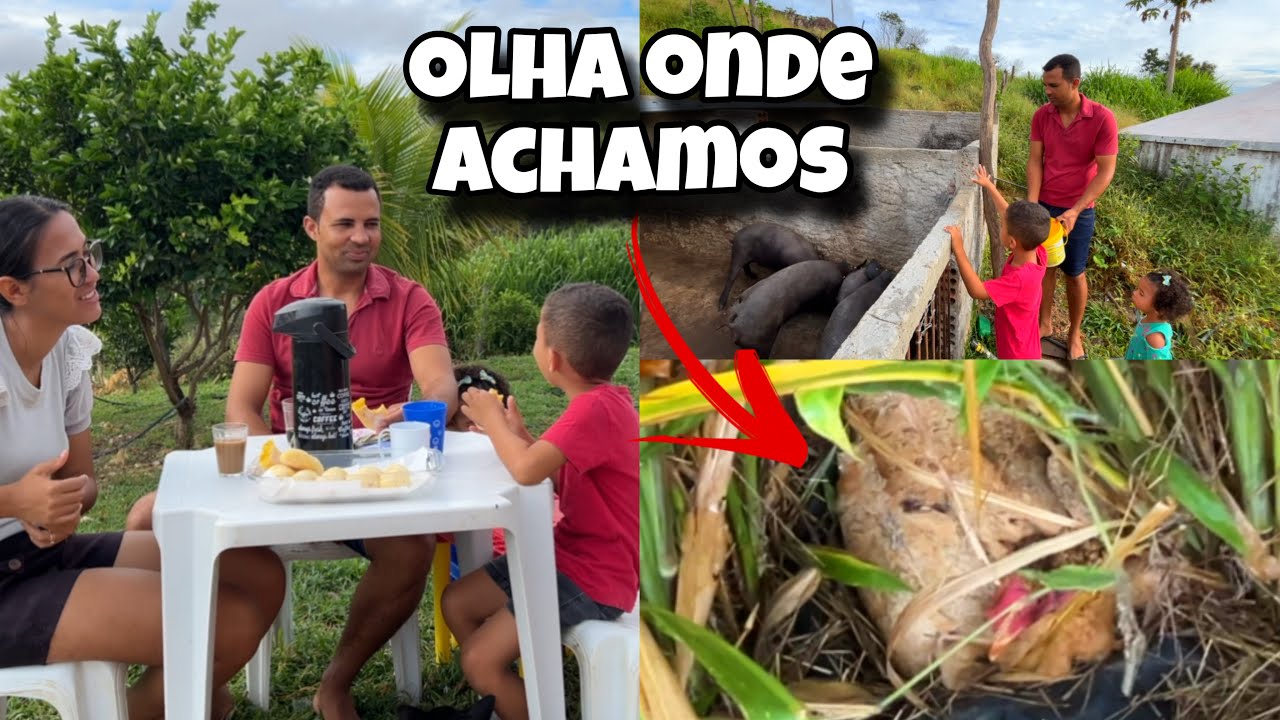 UM DIA COMUM NA ROÇA ATÉ COMEÇAR AS SURPRESAS 😱🐔