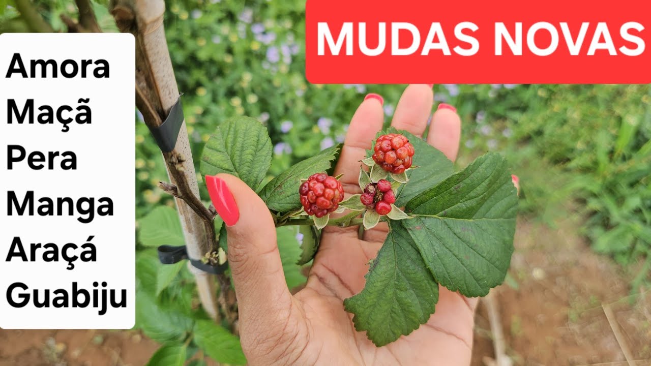 ▶️ NOVAS MUDAS PARA O QUINTAL: AMORAS, MANGAS, ARAÇÁ, MAÇÃ, PERA, GUABIJU 😍🎄