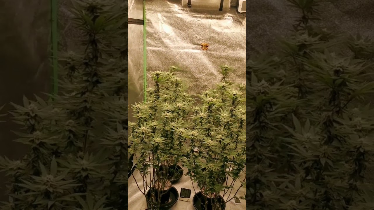 SE5000 grow..day 29 of flower