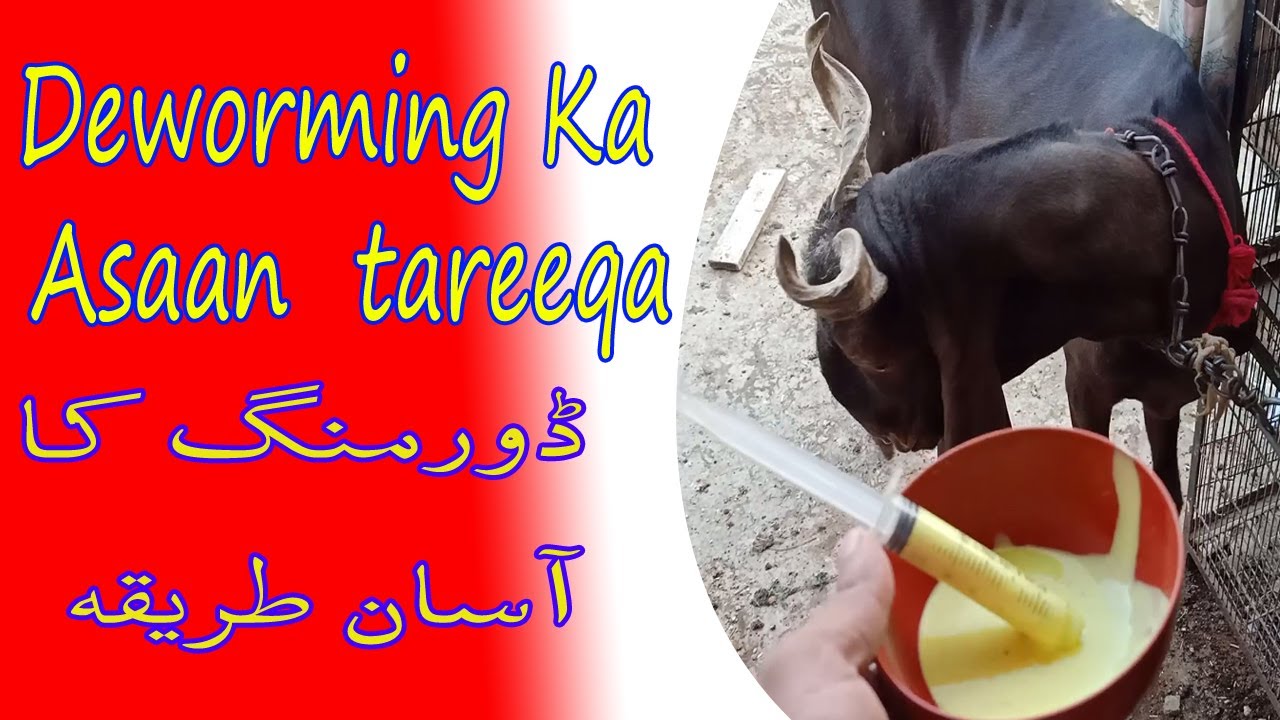 deworming ka asaan tareeqa | Haider's Divine Goat