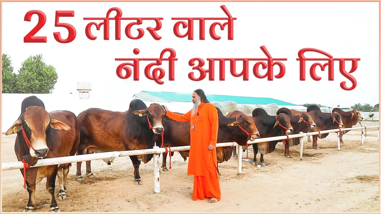 25 लीटर वाली गायों के नंदी For Sale | Kamdhenu Gaushala | KGSG Bull | Sahiwal Bulls |