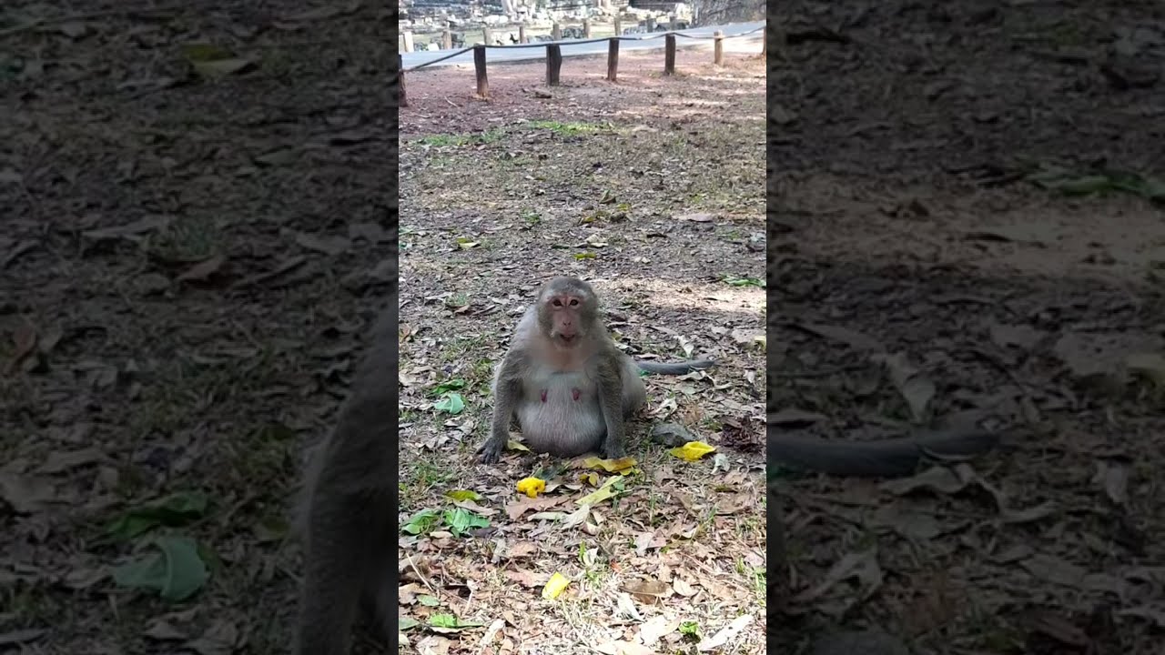 Asda Wildlife Park is live!