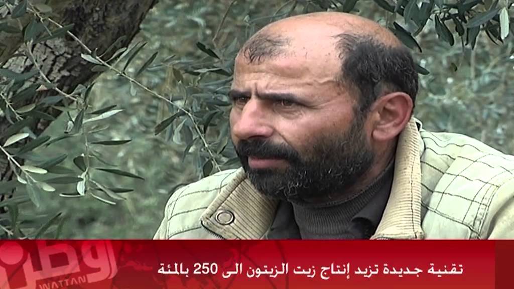 تقنية جديدة تزيد إنتاج زيت الزيتون الى 250 بالمئة
