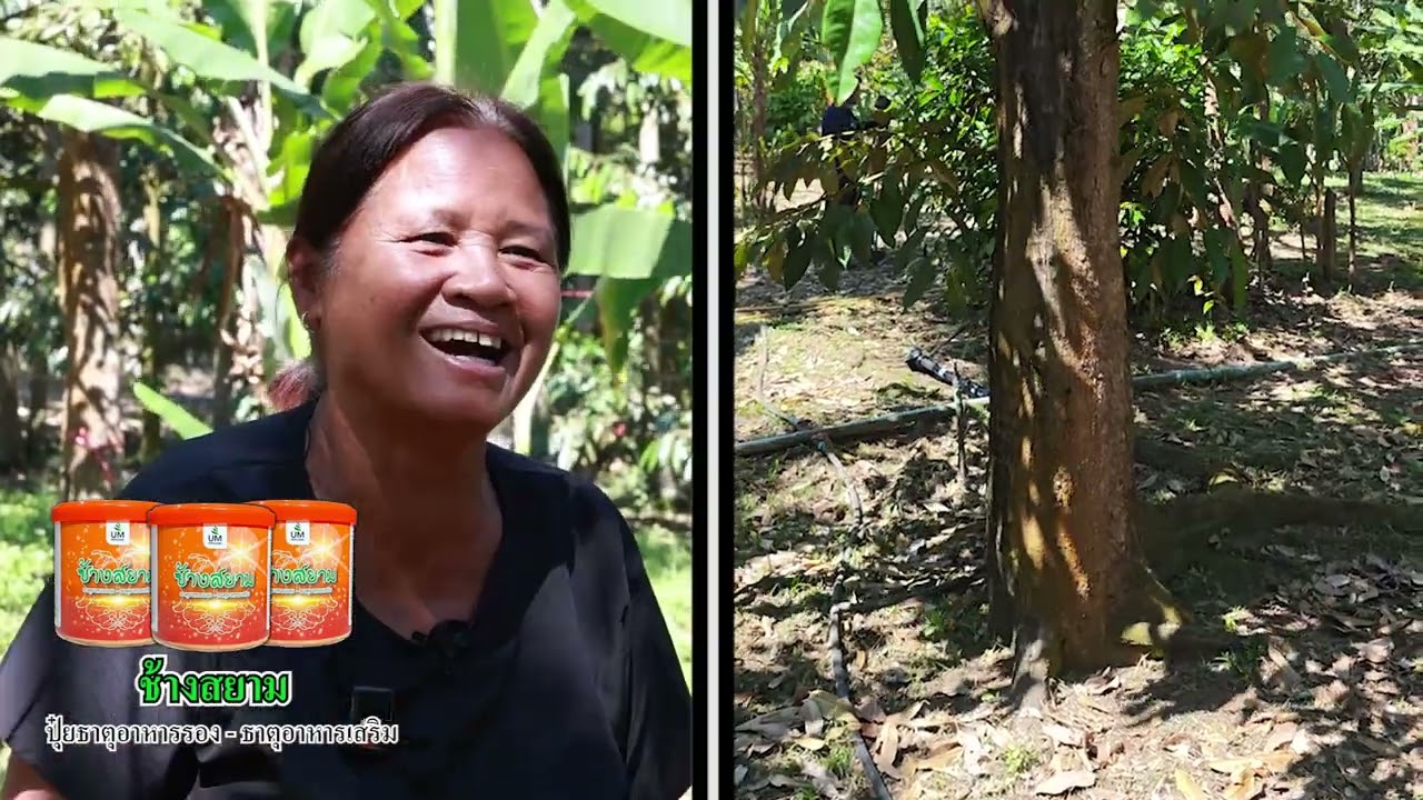 เรื่องของผม (ช้างสยาม) EP.167 ป้าละมัย สวนทุเรียน จ.ชุมพร